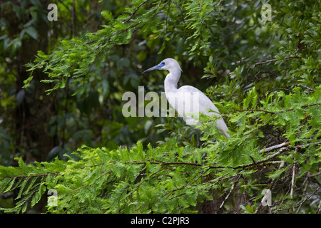 Piccolo airone cenerino, Egretta caerulea, capretti, cavatappi Swamp Wildlife Refuge, Florida, Stati Uniti d'America Foto Stock