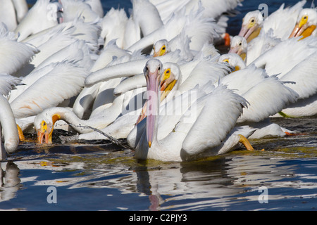 Americano bianco pelican, Pelicanus erythrorhynchos, Ding Darling Wildlife Refuge, Sanibel, Florida, Stati Uniti d'America Foto Stock