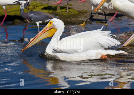 Americano bianco pelican, Pelicanus erythrorhynchos, Ding Darling Wildlife Refuge, Sanibel, Florida, Stati Uniti d'America Foto Stock