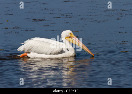 Americano bianco pelican, Pelicanus erythrorhynchos, Ding Darling Wildlife Refuge, Sanibel, Florida, Stati Uniti d'America Foto Stock