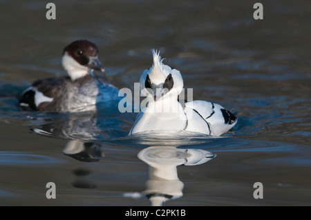 Zwergsäger, Mergellus albellus Smew, coppia Foto Stock