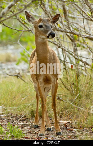 Il tasto cervi, Odocoileus virginianus clavium, una sottospecie minacciate di estinzione della white-tailed deer. Big Pine Key, Florida, Stati Uniti d'America Foto Stock