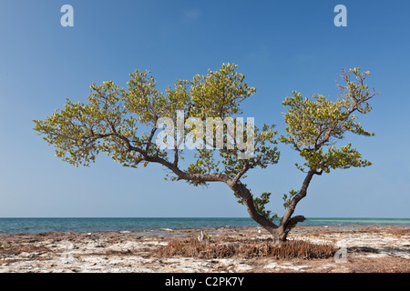 Mangrovia rossa, Rhizophora mangle, Key Largo, Florida, Stati Uniti d'America Foto Stock