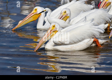 Americano bianco pelican, Pelicanus erythrorhynchos, Ding Darling Wildlife Refuge, Sanibel, Florida, Stati Uniti d'America Foto Stock