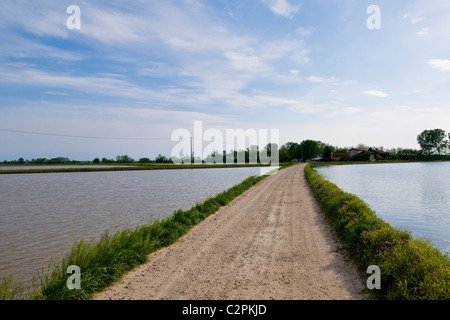 Campo di riso, Cassolnovo (PV) Foto Stock