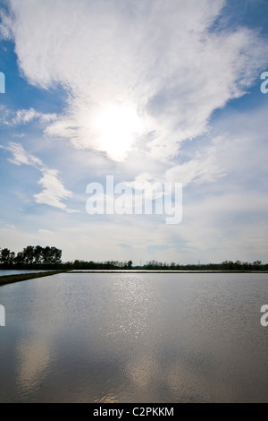 Campo di riso, Cassolnovo (PV) Foto Stock