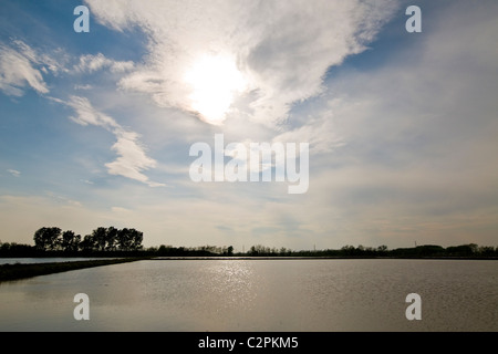 Campo di riso, Cassolnovo (PV) Foto Stock