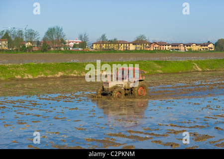 Campo di riso, Cassolnovo (PV) Foto Stock