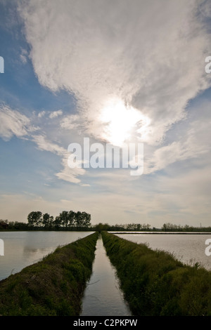 Campo di riso, Cassolnovo (PV) Foto Stock