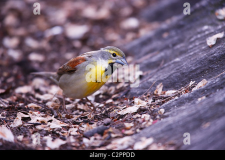 Dickcissel (Spiza americana), maschio adulto nel piumaggio di allevamento Foto Stock