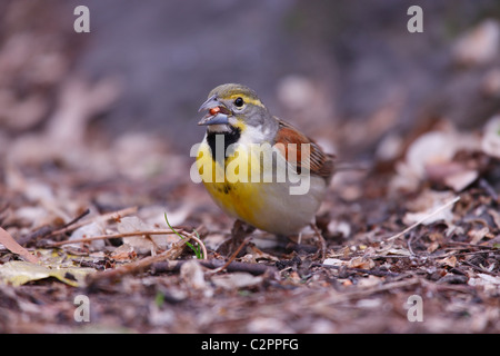 Dickcissel (Spiza americana), maschio adulto nel piumaggio di allevamento Foto Stock