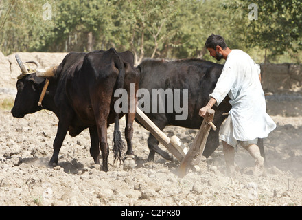 Un agricoltore che arano con un aratro di legno, Kunduz, Afghanistan Foto Stock