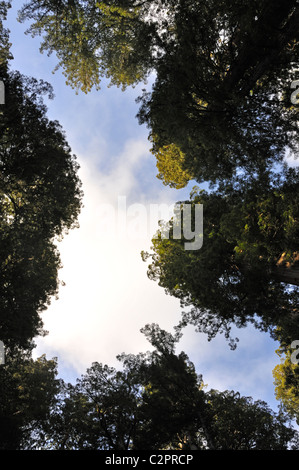 Redwoods National Park, California, Stati Uniti d'America Foto Stock