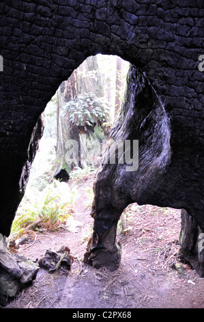 Redwoods National Park, California, Stati Uniti d'America - bruciato il tronco di albero di sequoia dall'interno Foto Stock