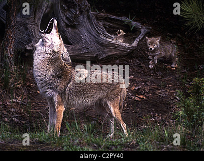 Coyote (Canis latrans) famiglia ululato. Foto Stock