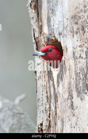 Red-headed Woodpecker a nido cavità Foto Stock