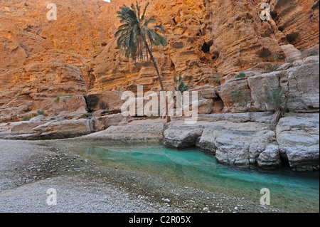 Oman, Wadi Fusc, piscina naturale a con palme, costeggiando sharp e scogliere rocciose Foto Stock