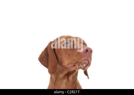 Una inquadratura ravvicinata di un ungherese Vizsla cane con neve sul suo mento e un cielo grigio in background. Messa a fuoco selettiva. Foto Stock