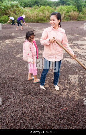 Lavoratore di essiccazione tra i chicchi di caffè sulla strada in Vietnam highlands Foto Stock