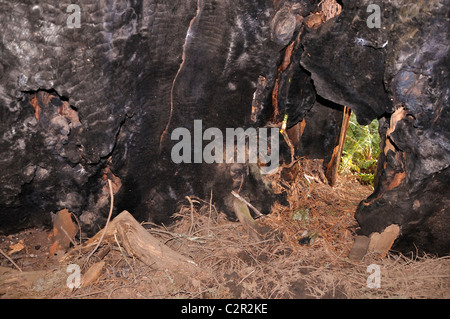 Redwoods National Park, California, Stati Uniti d'America - cava bruciato albero di sequoia dall'interno Foto Stock