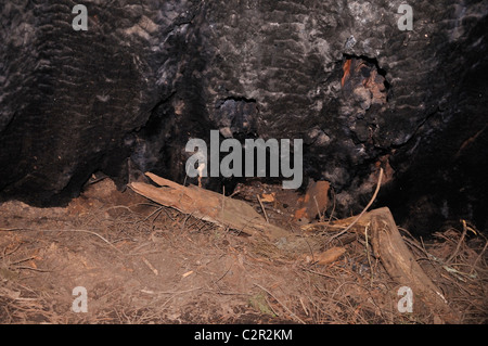 Redwoods National Park, California, Stati Uniti d'America - cava bruciato albero di sequoia dall'interno Foto Stock