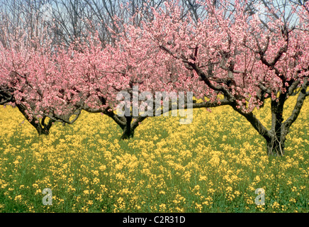 Fioritura di peschi e fioritura senape selvatica in primavera nel sud est USA Foto Stock