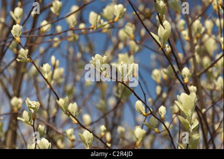 Sorbo montano Sorbus aria la parte inferiore della balestra coperto di capelli bianchi Foto Stock