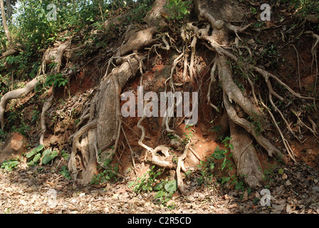 Radici esposte alla superficie dopo l erosione del suolo, Kerala, India Foto Stock