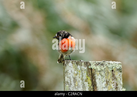 Maschio di Robin Scarlet Red-breasted Robin australiano ( Petroica boodang ) in piedi su un palo da recinzione a sud-ovest , Australia Foto Stock