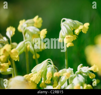 Cowslips (Primula veris) in close-up. Il Galles, Regno Unito, Gran Bretagna Foto Stock