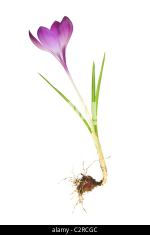 Crocus lampadina e fiore isolata contro bianco Foto Stock