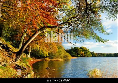 I colori autunnali sul Lago di Menteith, Scozia Foto Stock