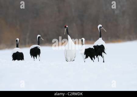 Due rossi incoronato aka gru giapponese, Grus japonensis volare al di sopra di un campo nevoso e tree tops vicino Akan a Hokkaido, Giappone Foto Stock