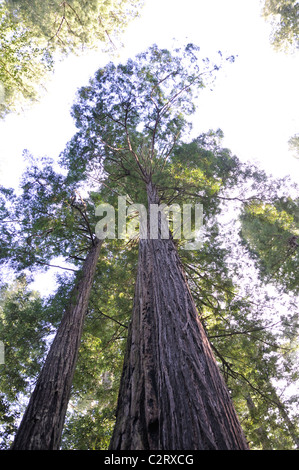 Redwoods National Park, California, Stati Uniti d'America Foto Stock