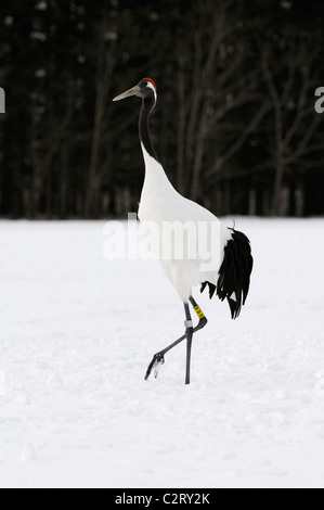 Due rossi incoronato aka gru giapponese, Grus japonensis volare al di sopra di un campo nevoso e tree tops vicino Akan a Hokkaido, Giappone Foto Stock