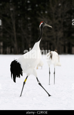 Due rossi incoronato aka gru giapponese, Grus japonensis volare al di sopra di un campo nevoso e tree tops vicino Akan a Hokkaido, Giappone Foto Stock