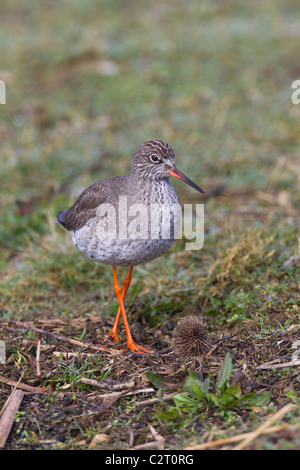 Redshank. Tringa totanus (Scolapacidae) Foto Stock