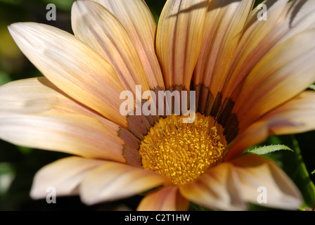 Close-up di un fiore Gazania Foto Stock