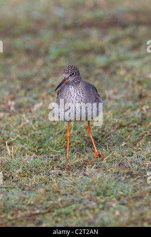 Redshank. Tringa totanus (Scolapacidae) Foto Stock