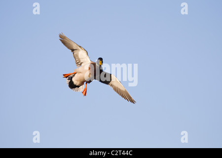 Maschio di Mallard duck gocciolamento in per un atterraggio. Foto Stock