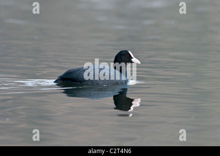 Blässhuhn, fulica atra, Eurasian Coot Foto Stock