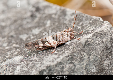 Blauflügelige Ödlandschrecke, blu-winged grasshopper, Oedipoda caerulescens Foto Stock