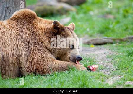 Braunbär ,Ursus arctos, Europeo orso bruno Foto Stock