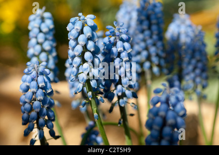 Giacinto di uva Muscari Cyaneo-Violaceum Foto Stock