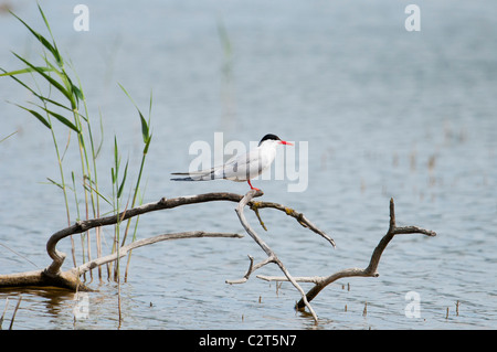 Flussseeschwalbe, Sterna hirundo, comune Tern Foto Stock