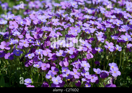 Aubrieta 'Dottore muli' Foto Stock