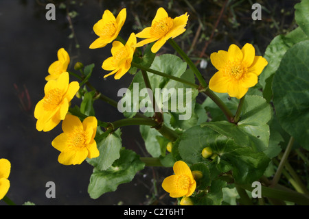 Marsh Marigold Caltha palustris crescente accanto ad un laghetto a Conwy RSPB Riserva Naturale, Galles Foto Stock