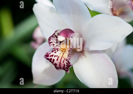 Orchidea Cymbidium Rosa ghiaccio gx 'Campi di cotone" Foto Stock