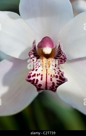 Orchidea Cymbidium Rosa ghiaccio gx 'Campi di cotone" Foto Stock