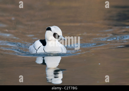 Zwergsäger, Mergellus albellus, Smew maschio Foto Stock